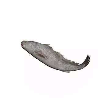 Croaker
