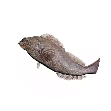Greenling