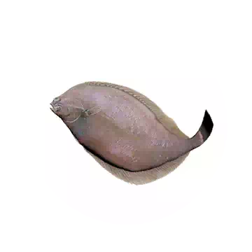 Flatfish