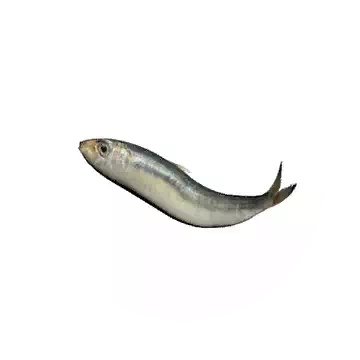 Sardine