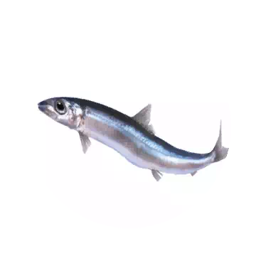 Round Herring