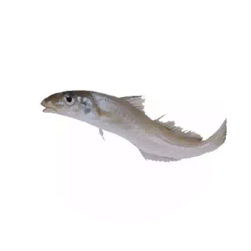 Whiting