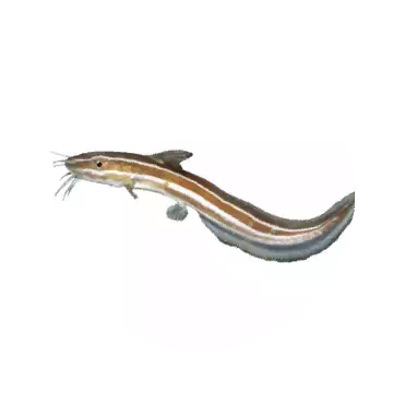 Striped Catfish