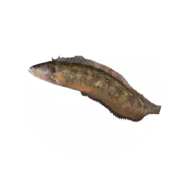 Gunnel