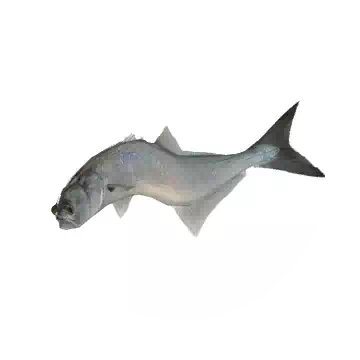 Bluefish