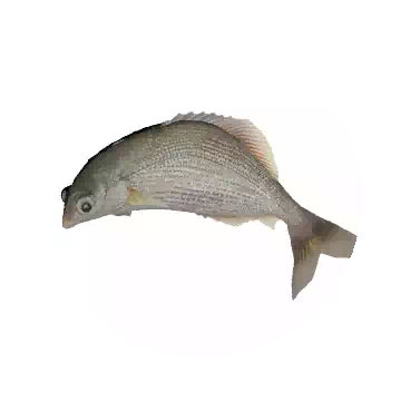 Surfperch