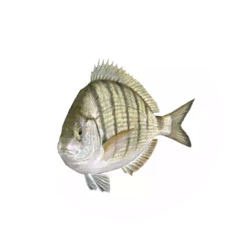 Pintado