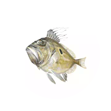 John Dory
