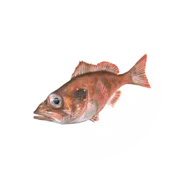 Rosefish