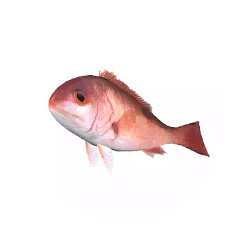 Bigeye