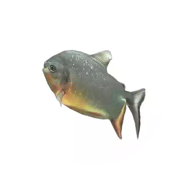 Pacu