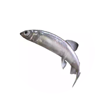 Smelt
