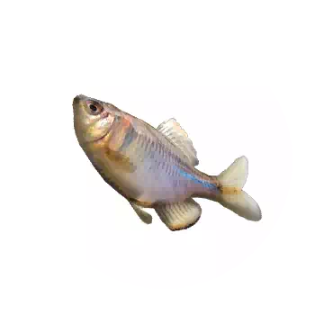 Rosy Bitterling