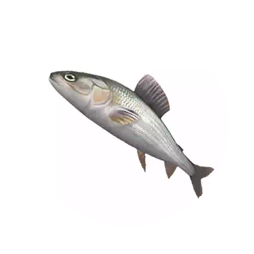 Grayling
