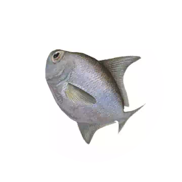 Pomfret