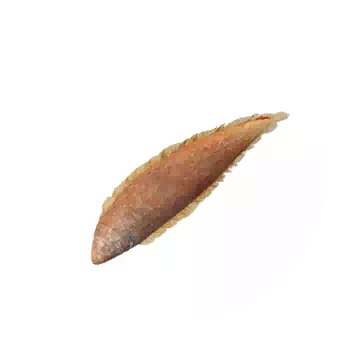 Tongue Sole
