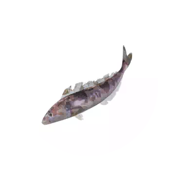 Atka Mackerel