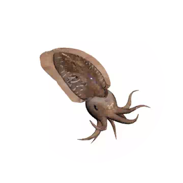 Cuttlefish