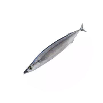 Mackerel Pike