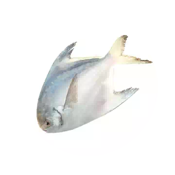 Dollarfish