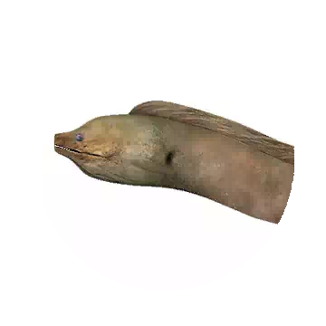 Moray