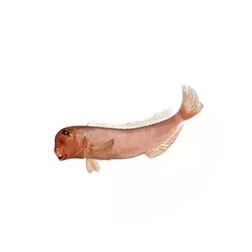 Tilefish