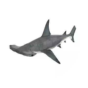 Hammerhead