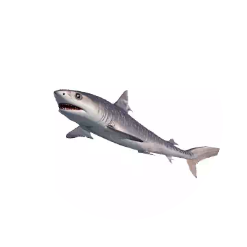 Requiem Shark