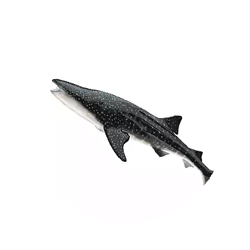 Whale Shark