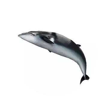Minke Whale