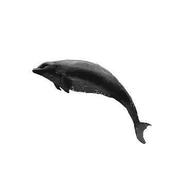 Hammer Whale