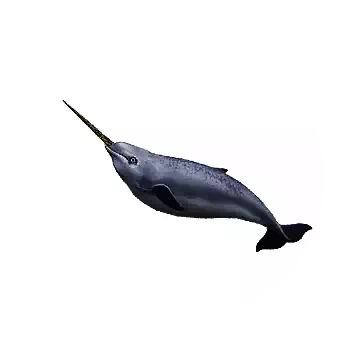 Narwhal