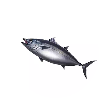 Bluefin Tuna