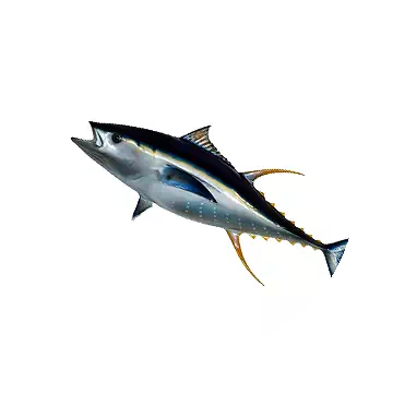 Yellowfin Tuna