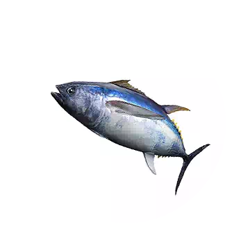 Albacore
