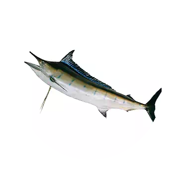 Yellow Swordfish