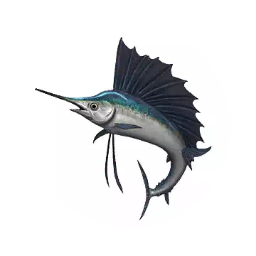 Sailfish