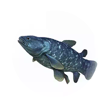 Coelacanth
