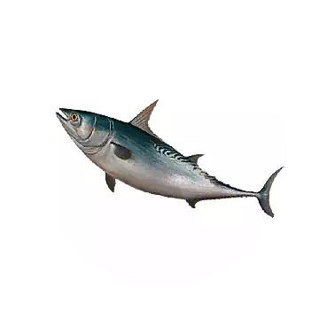 Mackerel Tuna