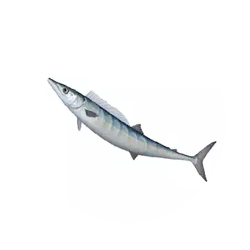 Greater Amberjack