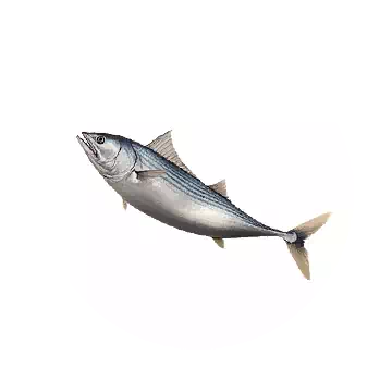 Striped Bonito