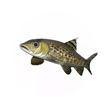Spotted Barbel