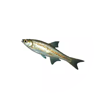 Diamond Minnow