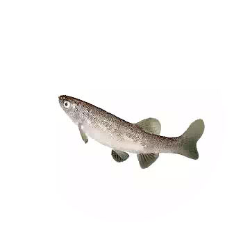 Amur Minnow