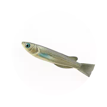Minnow