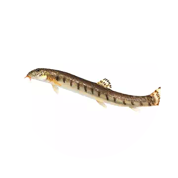 Spined Loach