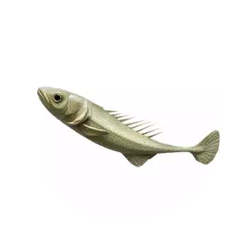 Stickleback