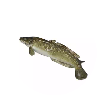 Burbot