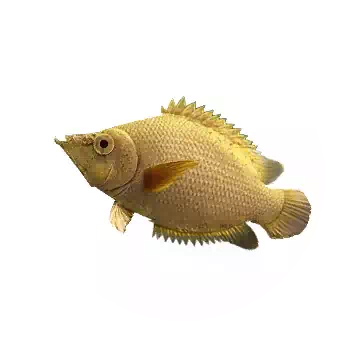Leaffish