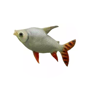 Silver Prochilodus